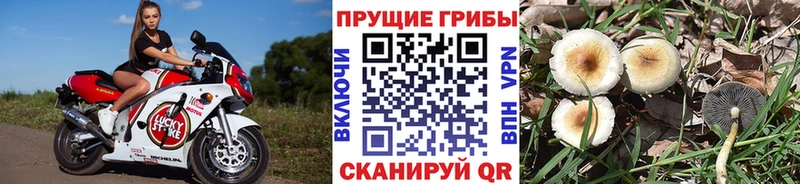 Галлюциногенные грибы GOLDEN TEACHER  Очёр 